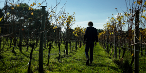 Dominic walking through vineyards away from camera