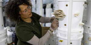 Beatrice harvesting mushrooms